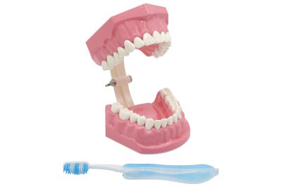 Modèle 4X avec brosse à dents