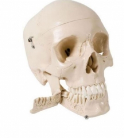 Klassieke schedel met open kaak 3delig